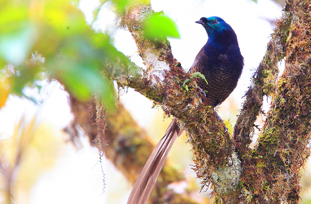 Ribbon-tailed Astrapia, Papua New Guinea