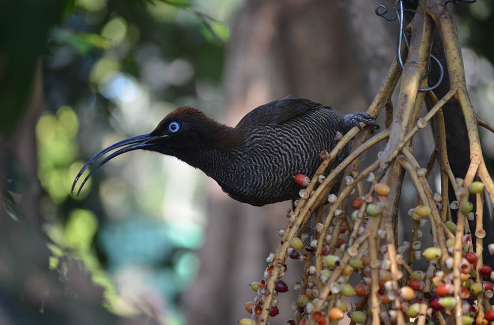 Brown Sicklebill, Papua New Guinea