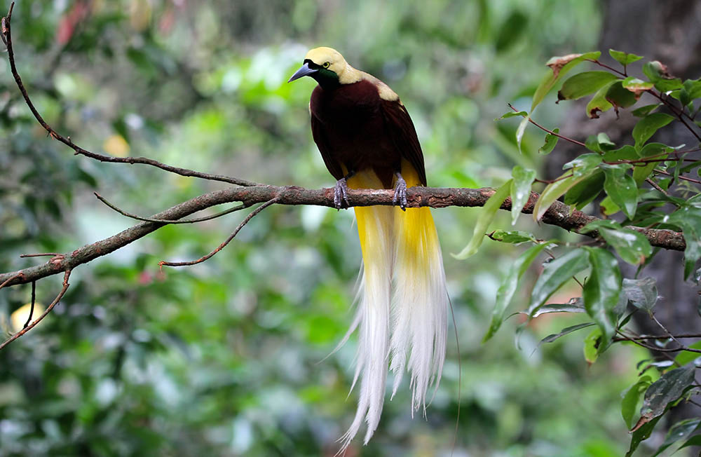 Bird of Paradise in Papua New Guinea