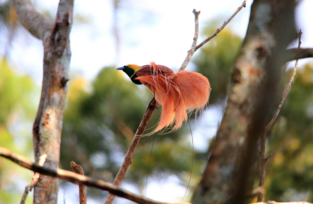 Bird-of-paradise (Paradisaea raggiana) in Varirata National Park, Papua New Guinea