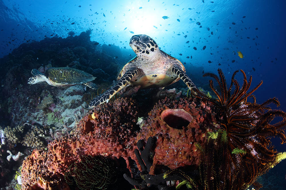 sea turtle in Papua New Guinea