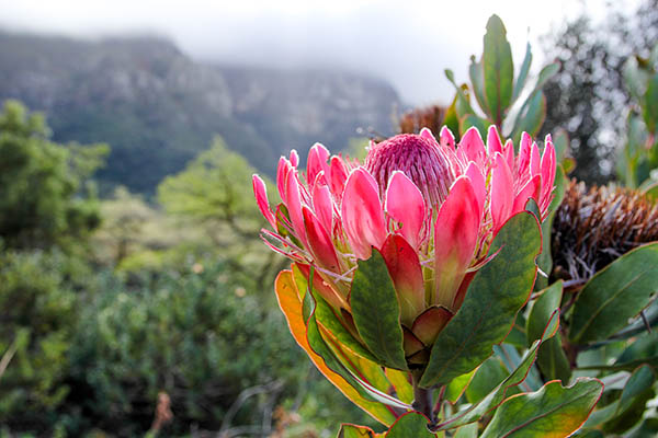 Brightly coloured duchess protea blossom with a cloud covered mountain range in the background