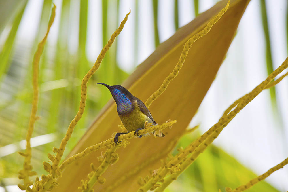 Endemic male Sunbird, Seychelles