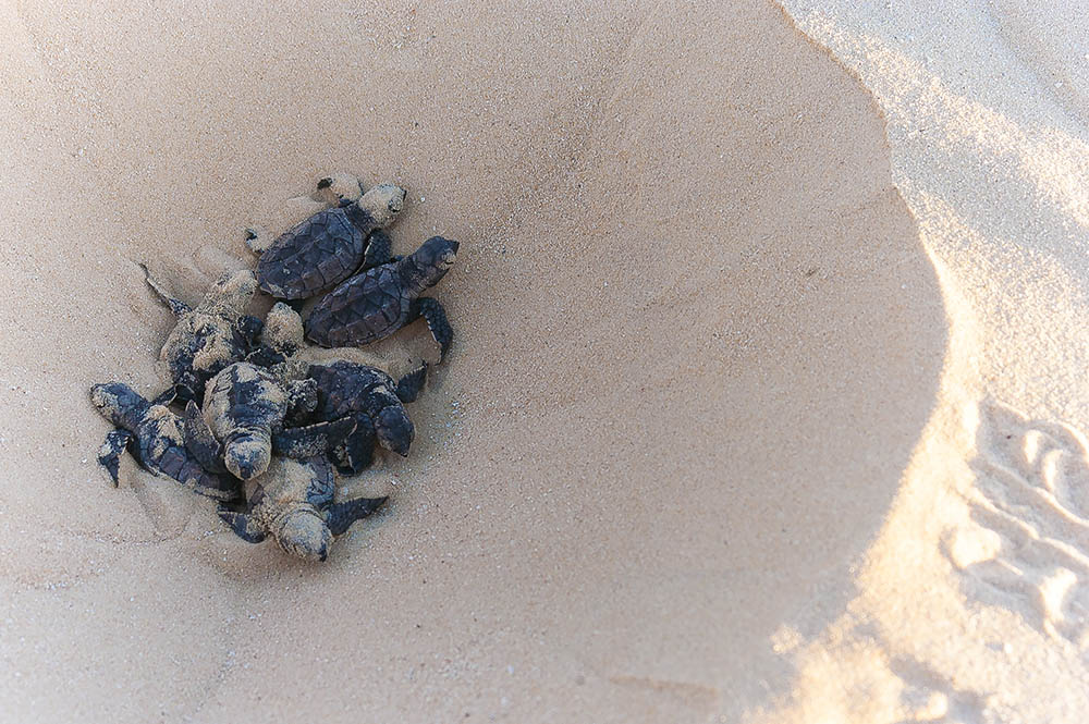 hawksbill turtle hatchlings crawling out of the nest