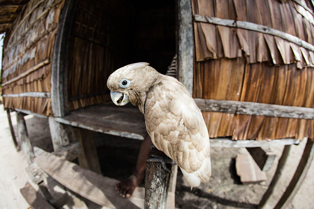 A Solomons cockatoo (Cacatua ducorpsii) sits on a perch in a remote village in the Solomon Islands. This bird is endemic to the Solomon Islands