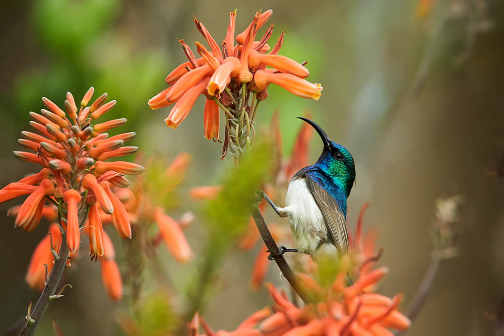 White-breasted Sunbird