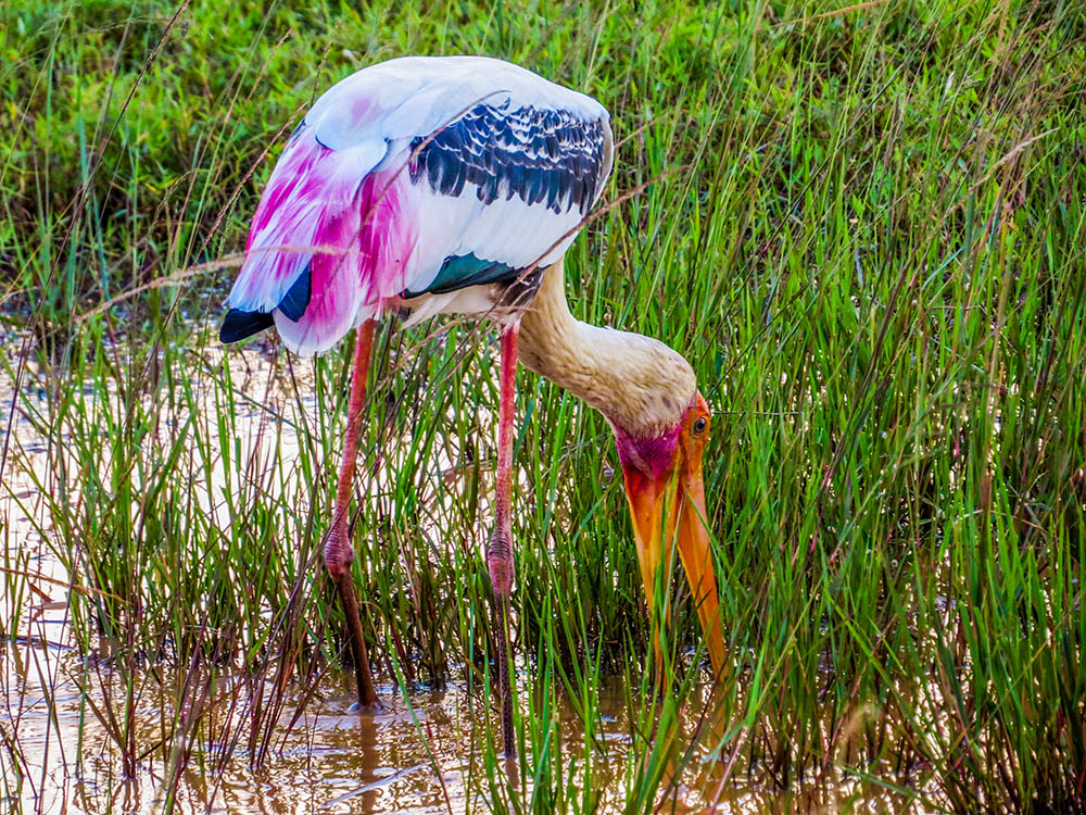 Painted stork n Yala National Park, Sri Lanka