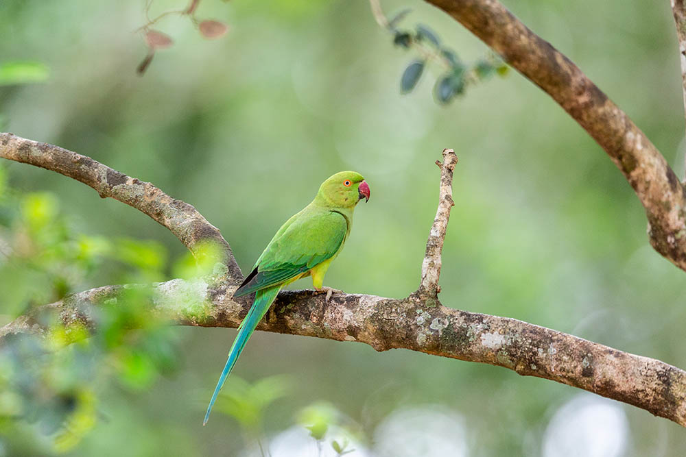 Red necked green parrot bird living in the rainforest of Sri Lanka