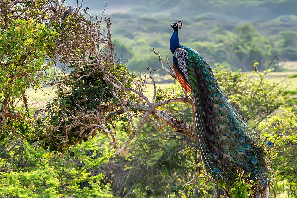 Peacock in the wild in Sri Lanka