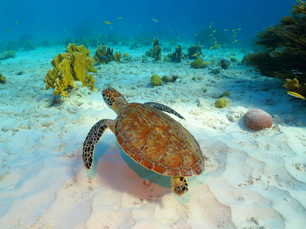 Sea turtle, coral reef and white sandy seabed