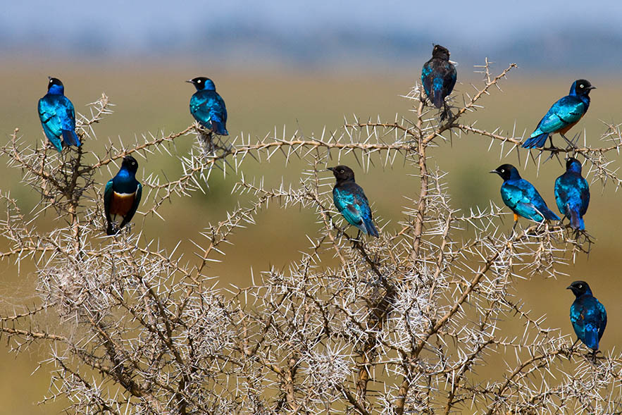 Superb starlings,Tanzania