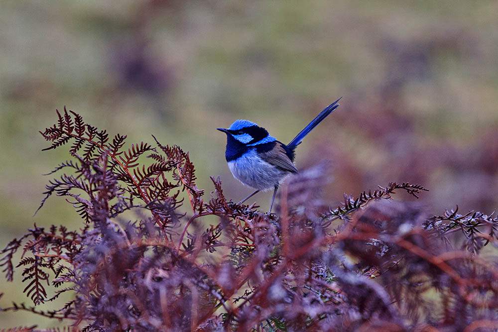 superb fairy wren bird in Tasmania