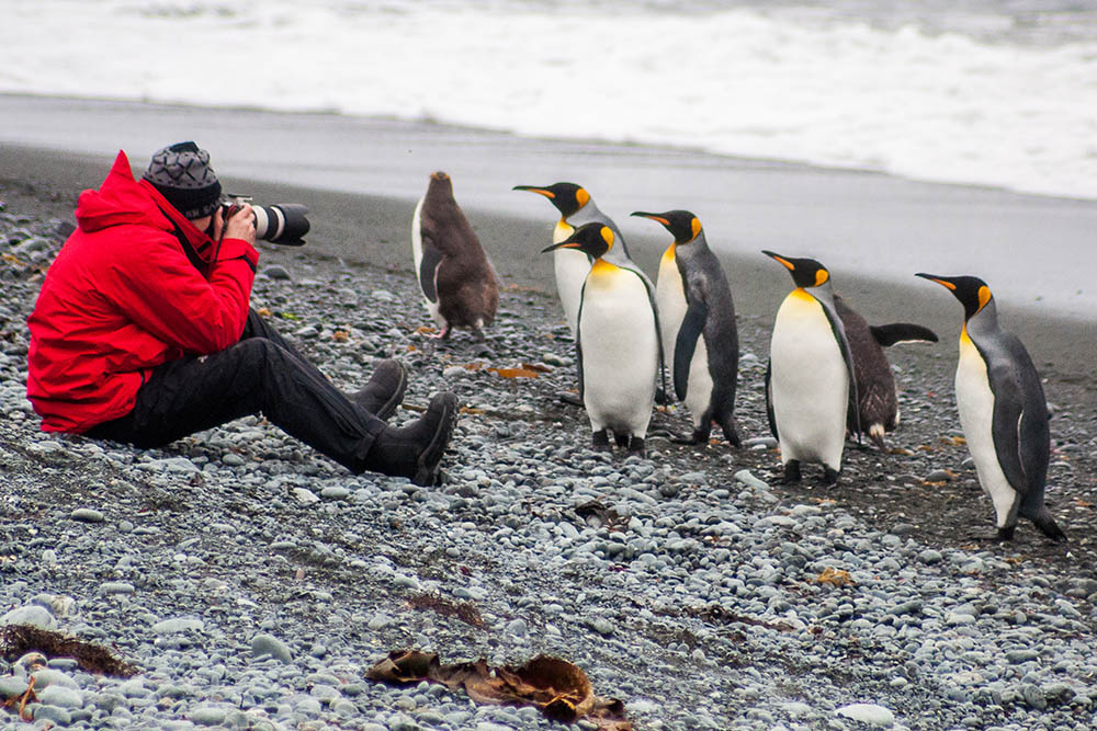 Photographing King & Royal penguins on Macquarie Island, a Tasmanian State Reserve in Australia's sub-Antarctic 