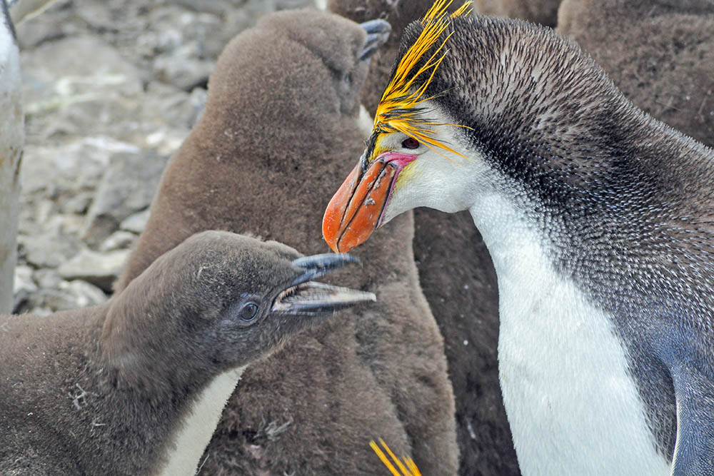 Royal penguins & chicks at the rookery in Sandy Bay, Macquarie Island