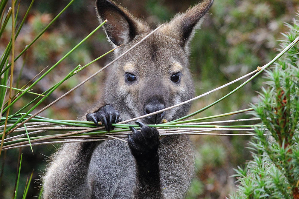 close-up of Tasmanian Bennett's wallaby or Red-necked wallaby (Macropus rufogreseus) at Cradle Mountain-Lake St. Clair National Park in Tasmania