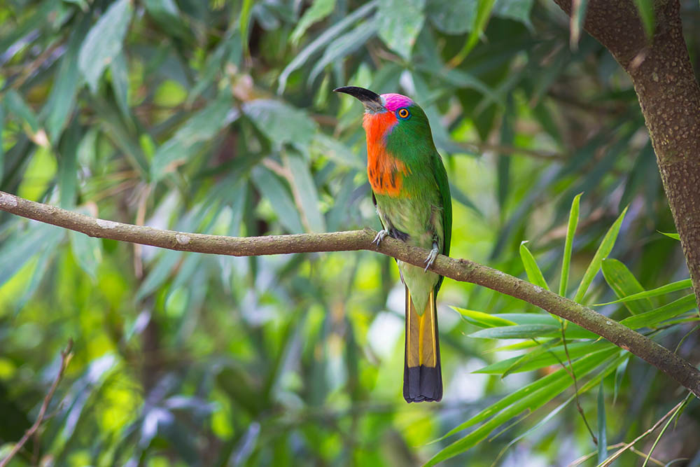 Red-bearded Bee-eater, Thailand