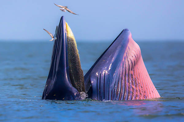 Bryde's whale, eating fish at gulf of Thailand