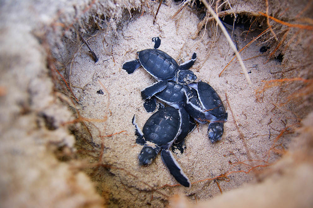 Baby sea turtles in a nest on a beach in Thailand