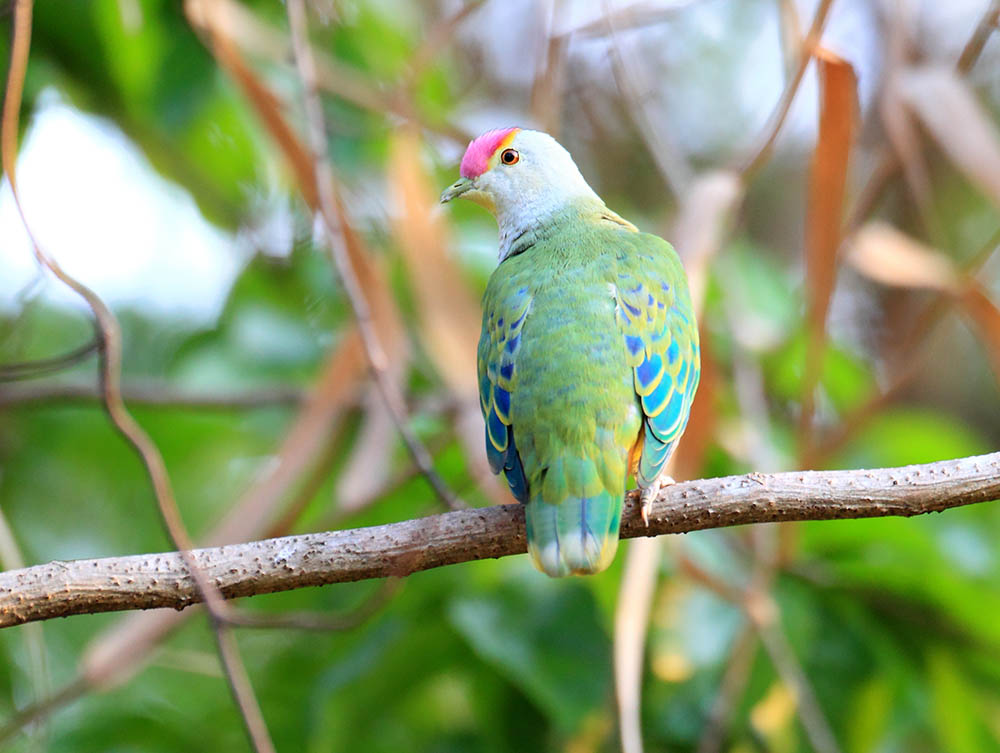 Rose-crowned fruit dove. Birdwatching in Tonga, Australasia and Oceania