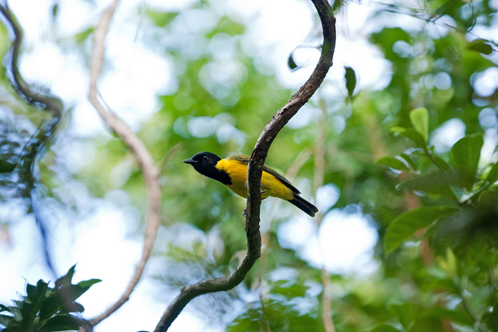 Tongan whistler, pachycephala jacquinoti, Vava'u, Tonga