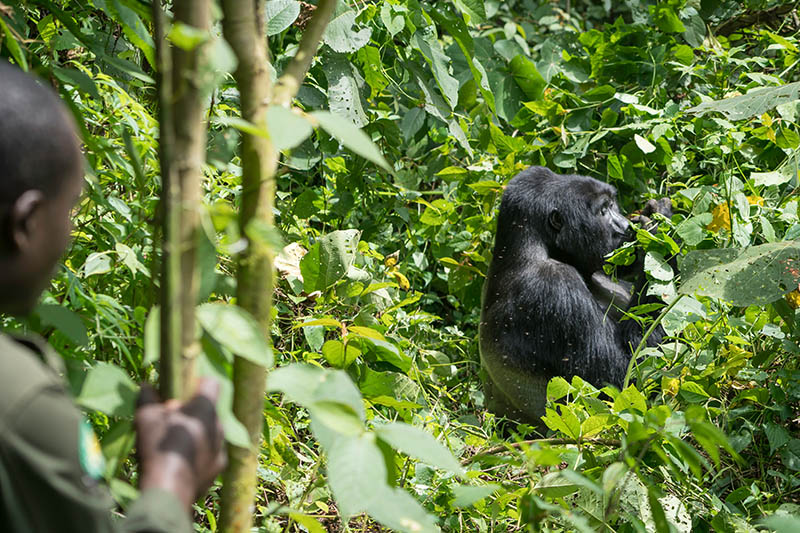 Mountain Gorilla in the Bwindi Impenetrable Forest in Uganda near Lake Bunyonyi