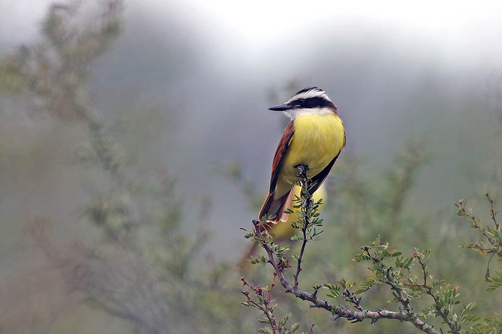 Great Kiskadee on foggy Texas coast