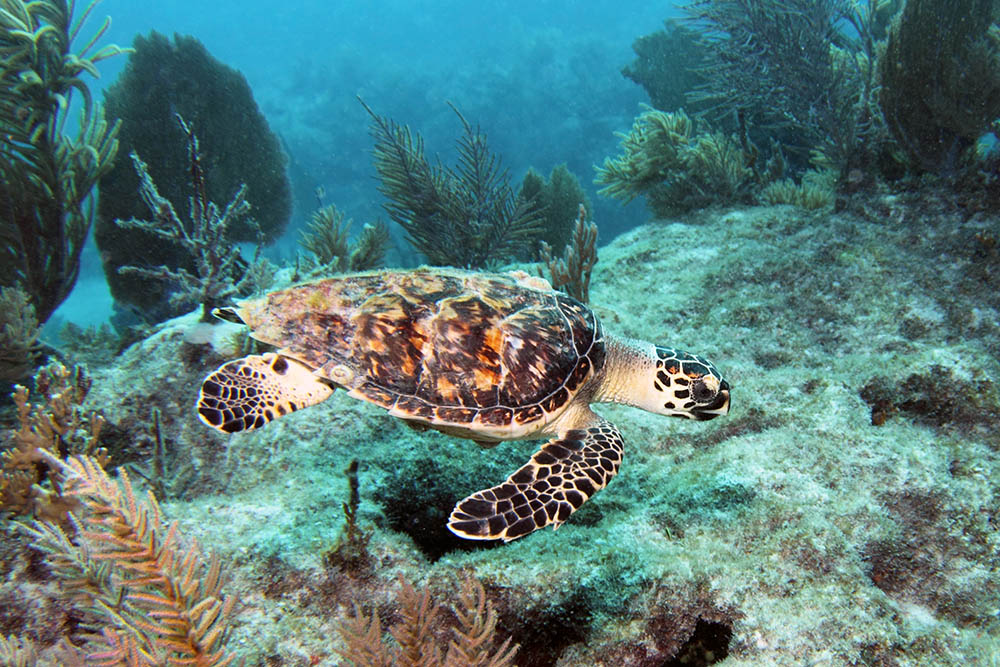 A Hawksbill sea turtle swims along Molasses Reef in Key Largo, Florida