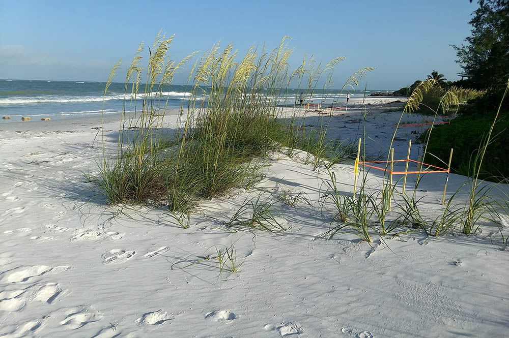 sea turtle nest on Siesta Key, Florida