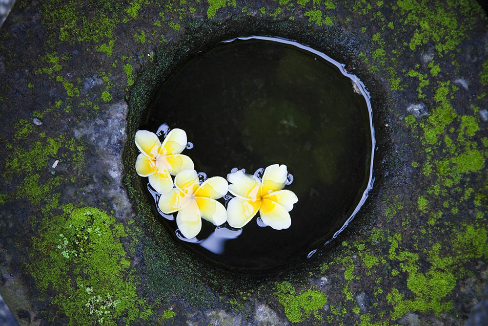 Bowl with white flowers in it ready for a spa treatment