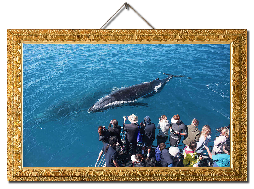 A group of whale watching tourists on a commercial whale watching trip observing two humpback whales; one on the surface and the other underwater. Hervey Bay, Queensland, Australia