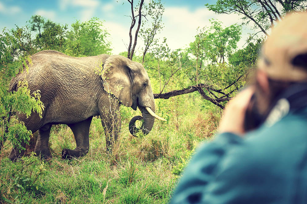 Photographer taking pictures of an African elephants, wild animal, safari game drive, Eco travel and tourism