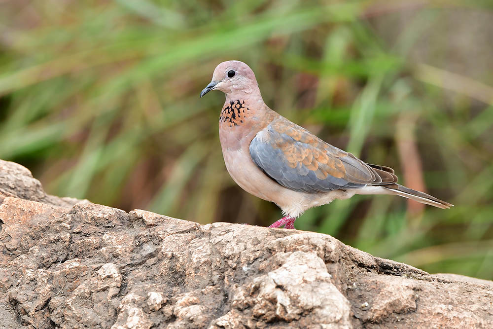 Laughing Dove, Zimbabwe