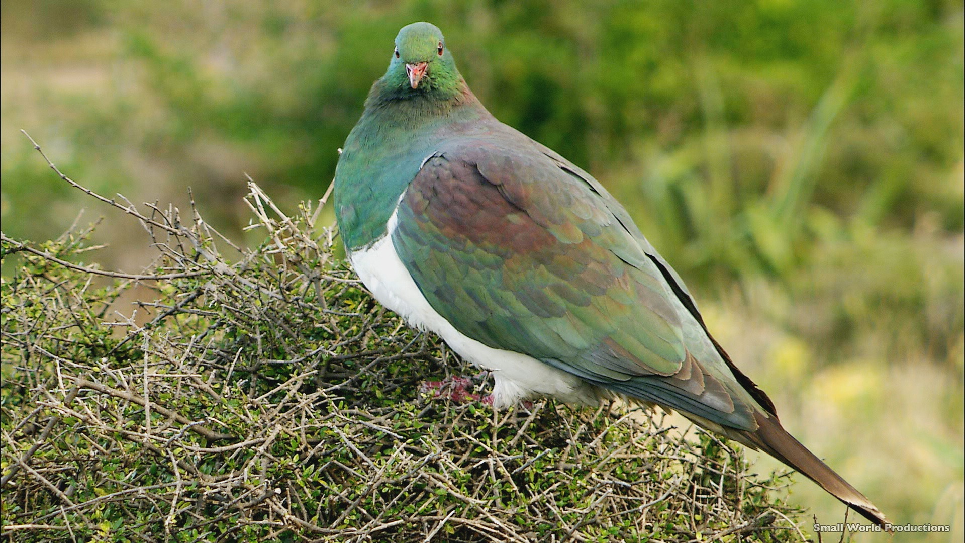 Kereru (wood pigeon) in the Waipoua Forest, Northland