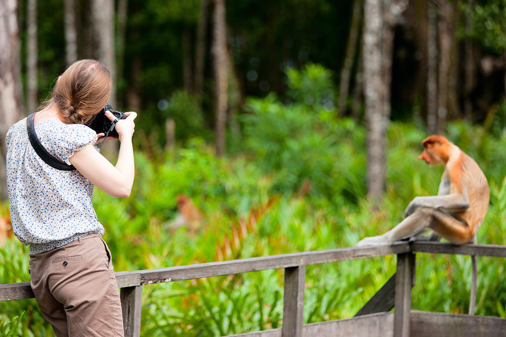 Female photographer and proboscis monkey on Borneo