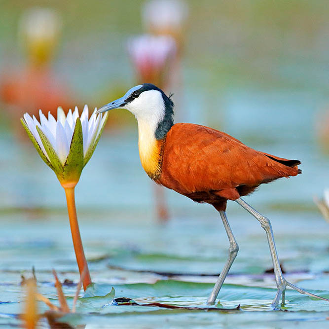 African Jacana in the Okavango Delta, Botswana