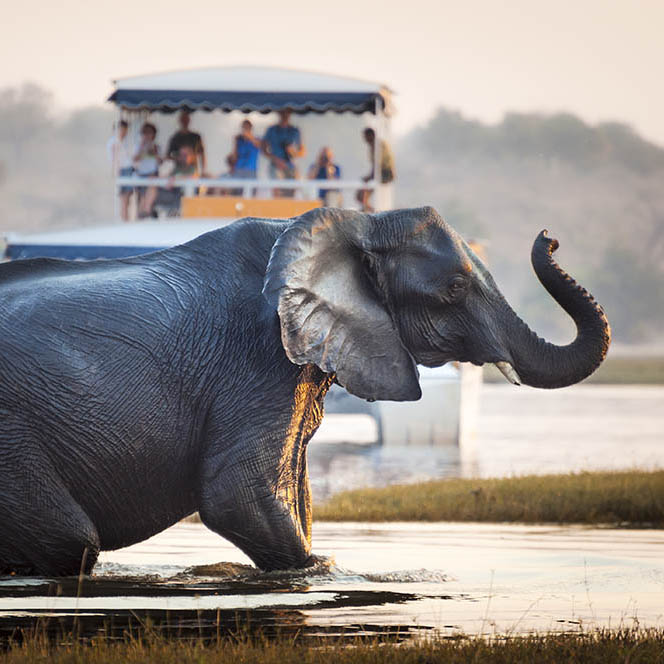 Elephant crossing a river in the Chobe National Park, Botswana