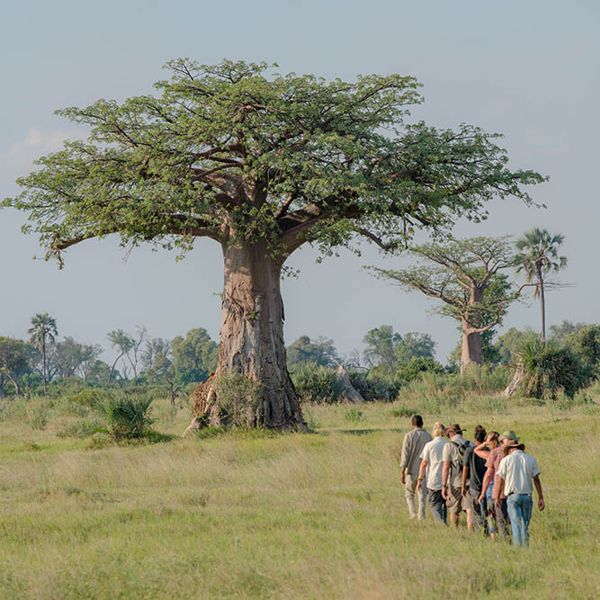 Walking in Botswana