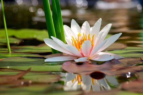 Water lily in Botswana