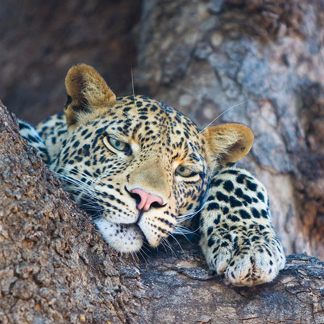 Leopard, Botswana