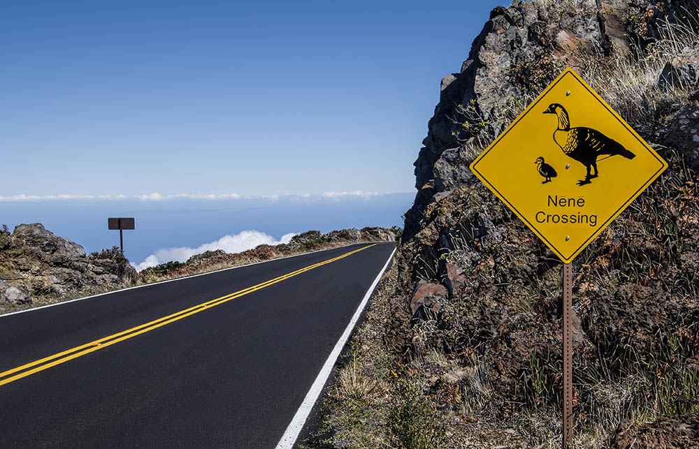 Rare Bird Crossing Sign A sign on the road to Mt. Haleakalā warns Maui motorists to be alert for Nene, Hawaii’s endangered state bird