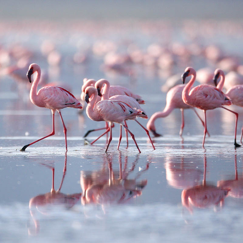 Flamingos on Lake Nakuru, Kenya