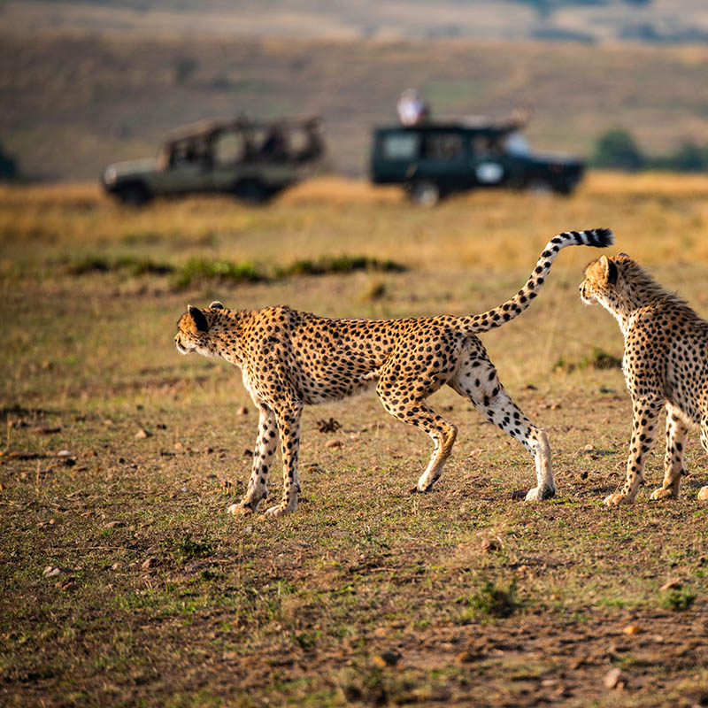 Cheetahs on the Maasai Mara, Kenya