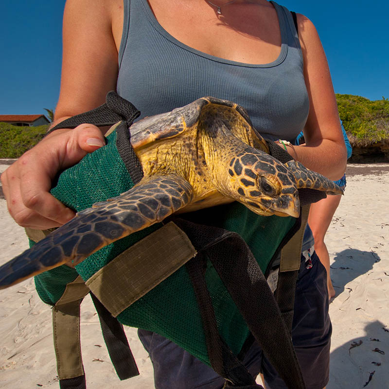 Woman releasing a turtle back into the sea