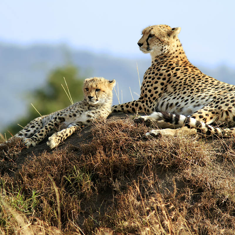 Cheetahs on the Masai Mara, Kenya