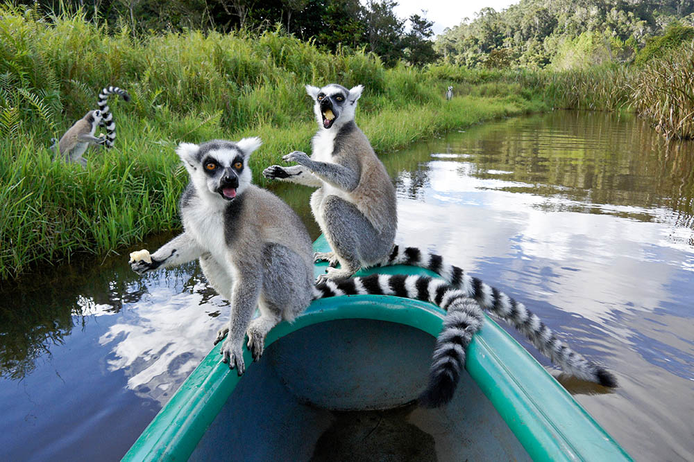 Ring-tailed lemurs on a boat on a river in Madagascar