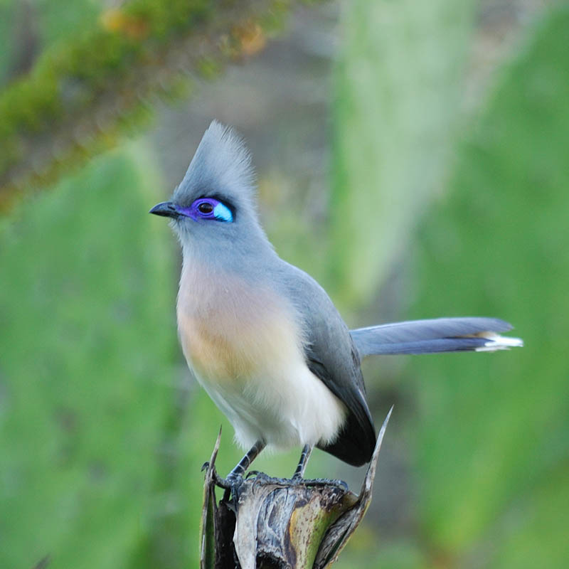 Crested Coua in Berenty Nature Reserve Southern Madagascar