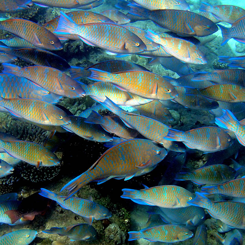 Aggregation of round-head parrot-fishes, Nosy Fanihy