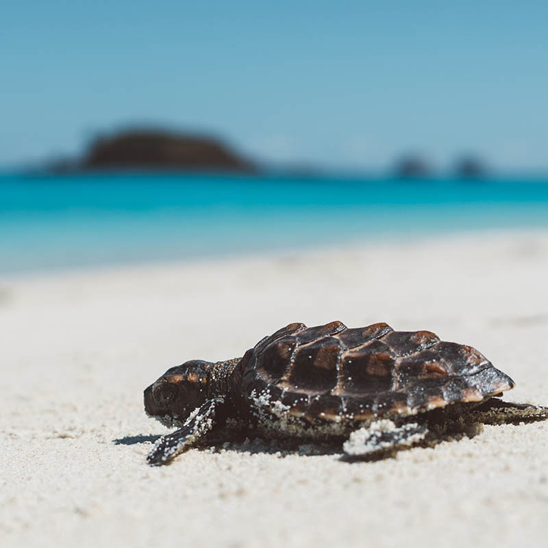 Baby turtle making its way to the sea