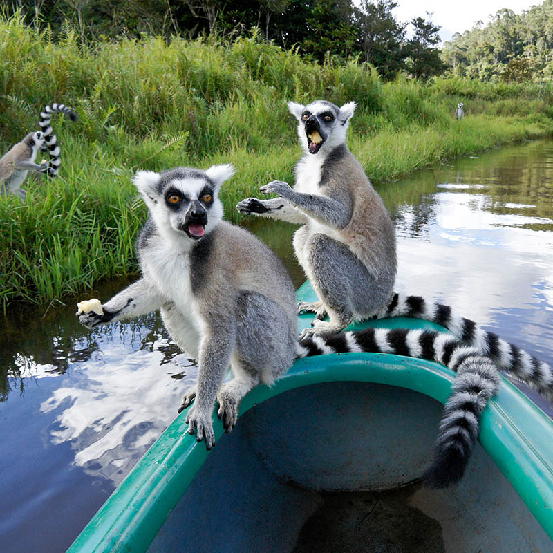 Ring-tailed lemurs on a boat on a river in Madagascar