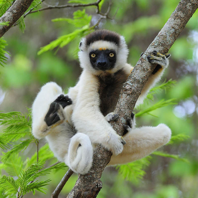 Dancing Sifaka (Lemur) in a Tree in Madagascar